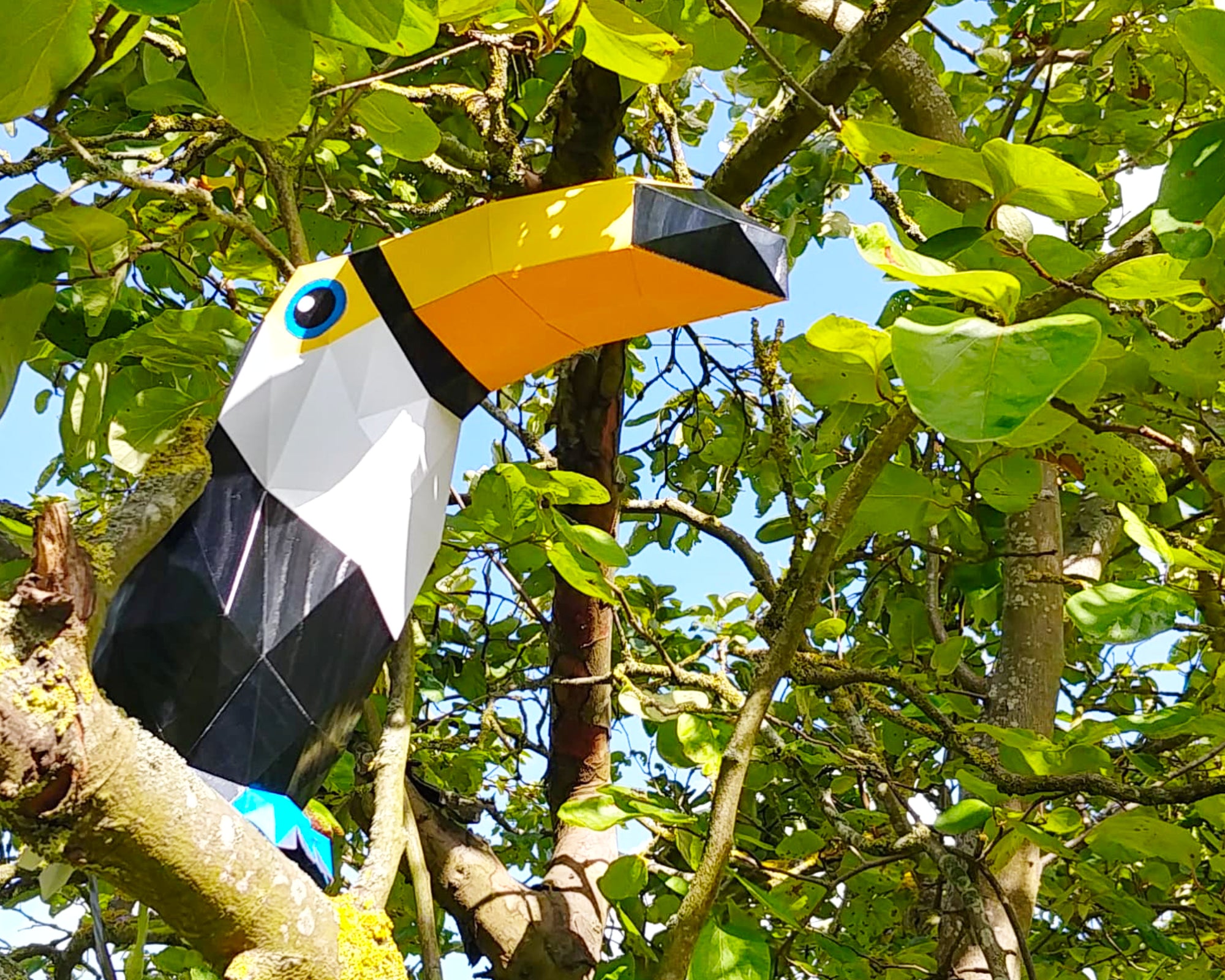 Patrons Toucan